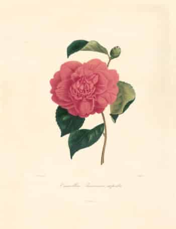 Berlese Pl. 48, Camellia Rossiana Superba