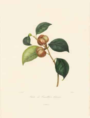Berlese Pl. 50, Camellia Aitonia Son Fruit