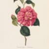Berlese Pl. 51, Camellia Ignea ou Ignivoma