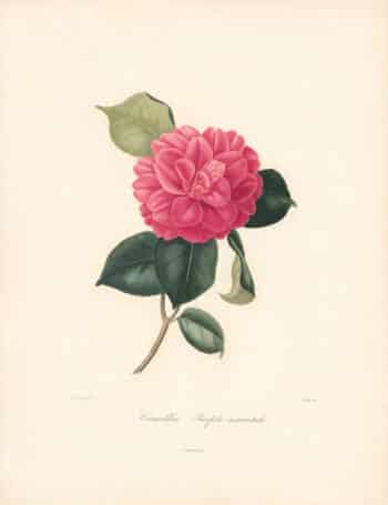 Berlese Pl. 55, Camellia Purple Warrata