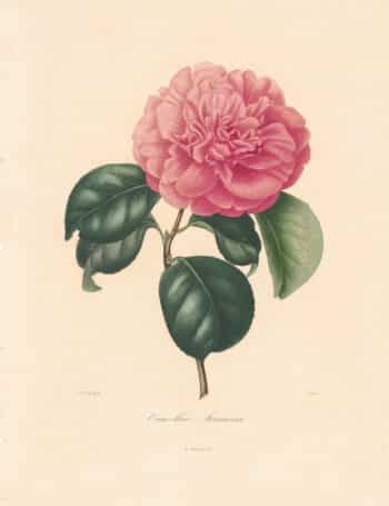 Berlese Pl. 59, Camellia Formosissima