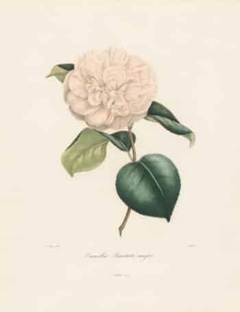 Berlese Pl. 61, Camellia Punctata-major