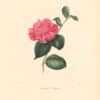 Berlese Pl. 78, Camellia Rubina