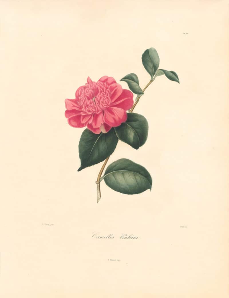 Berlese Pl. 78, Camellia Rubina