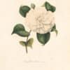 Berlese Pl. 79, Camellia Nivea Vera