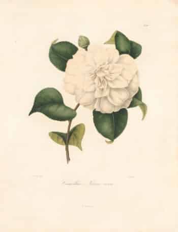 Berlese Pl. 79, Camellia Nivea Vera