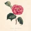 Berlese Pl. 80, Camellia Beck's Conspicua