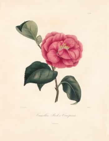 Berlese Pl. 80, Camellia Beck's Conspicua