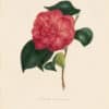 Berlese Pl. 83, Camellia Lanxeseuriana