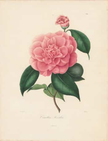Berlese Pl. 84, Camellia Woodsii