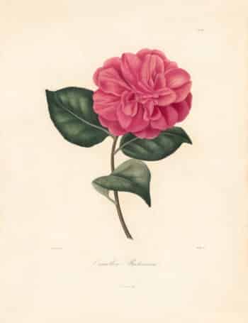 Berlese Pl. 85, Camellia Brocksiana
