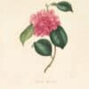 Berlese Pl. 86, Camellia Lefevriana