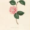 Berlese Pl. 91, Camellia Sweetiana