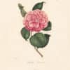 Berlese Pl. 93, Camellia Gussoniana