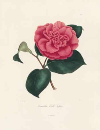 Berlese Pl. 96, Camellia Belle Sophie