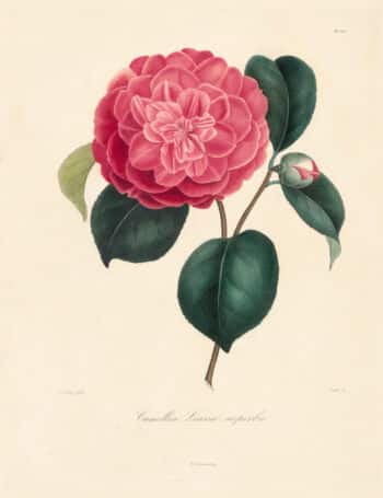 Berlese Pl. 100, Camellia Leana superba