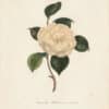 Berlese Pl. 101, Camellia Rollisoni ou excelsa