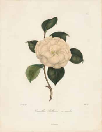 Berlese Pl. 101, Camellia Rollisoni ou excelsa