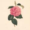 Berlese Pl. 103, Camellia Hallesia Vera