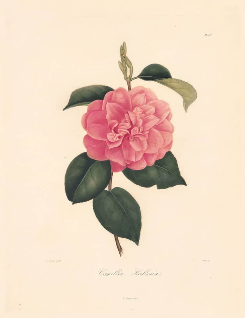 Berlese Pl. 103, Camellia Hallesia Vera