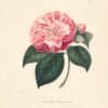 Berlese Pl. 107, Camellia Santiniana