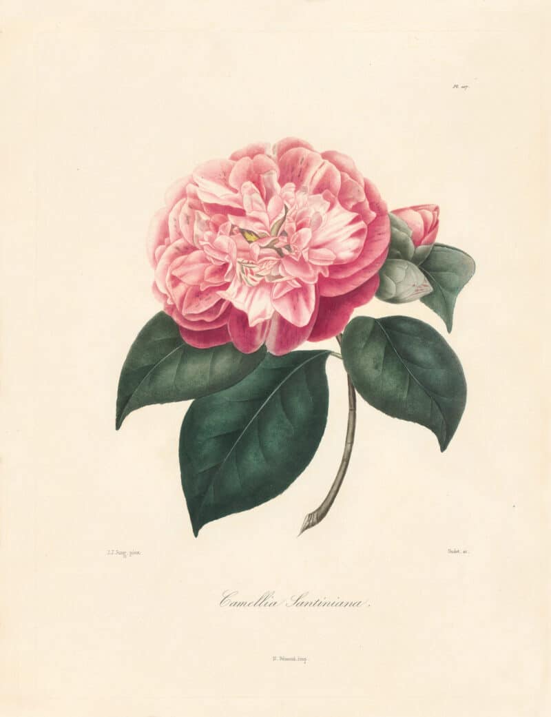 Berlese Pl. 107, Camellia Santiniana