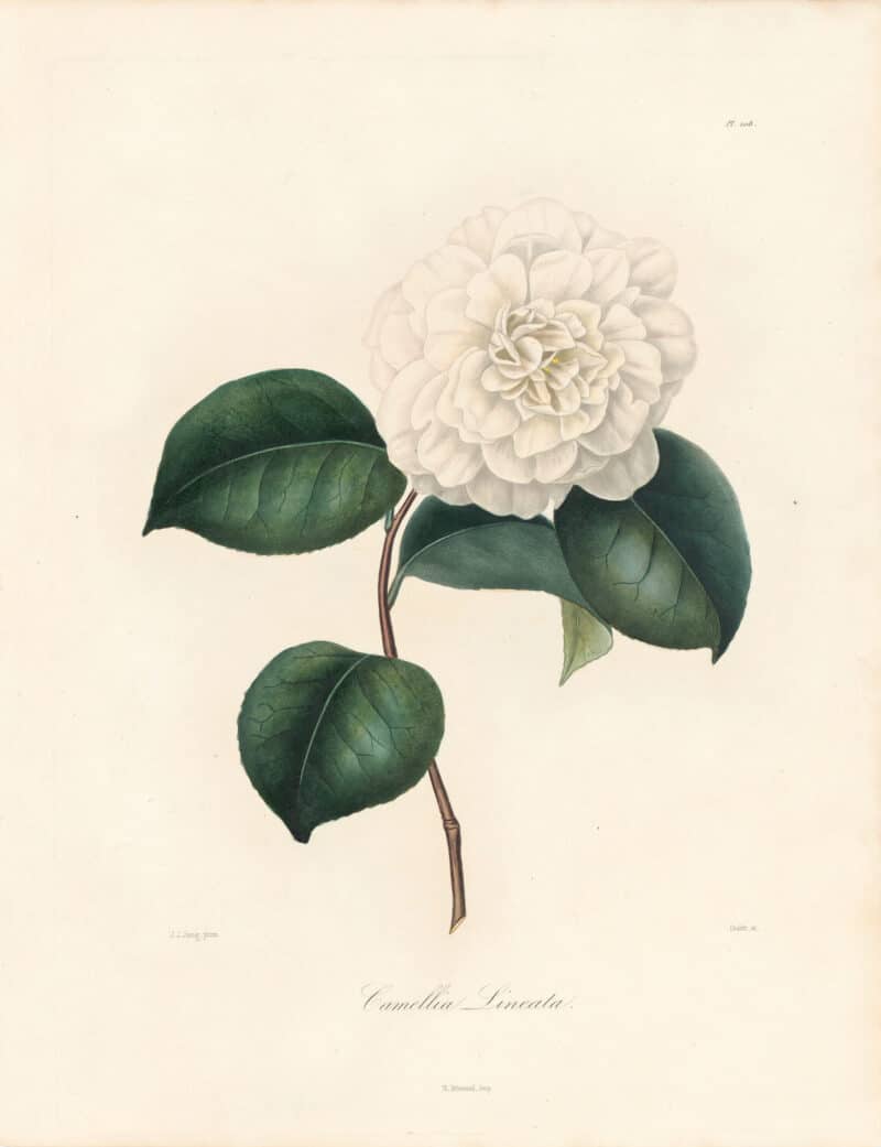 Berlese Pl. 108, Camellia Lineata