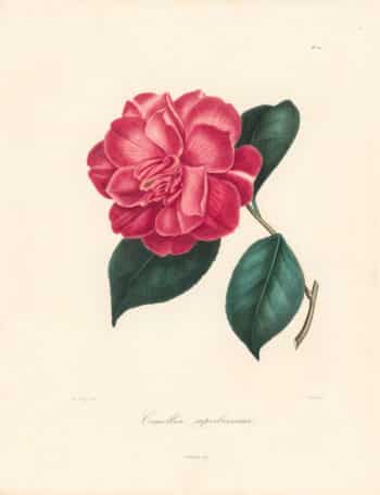 Berlese Pl. 110, Camellia Superissima