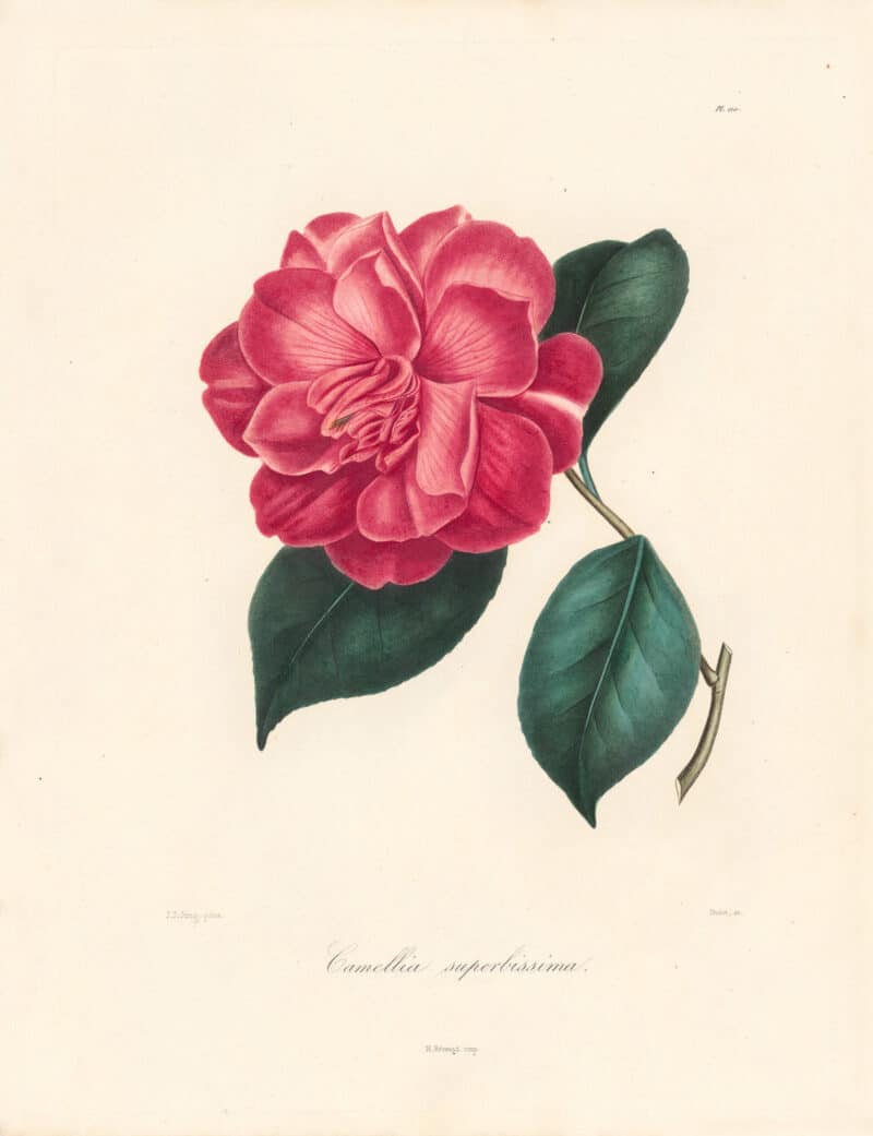Berlese Pl. 110, Camellia Superissima