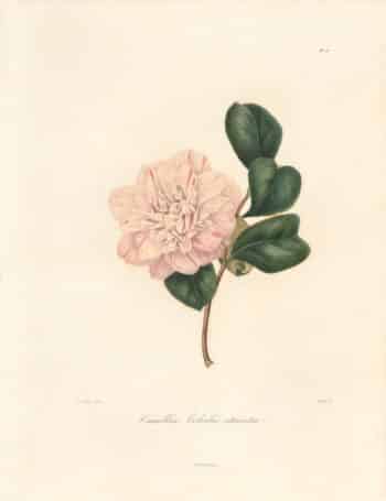 Berlese Pl. 111, Camellia Colvillii Striata