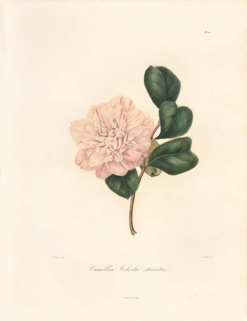 Berlese Pl. 111, Camellia Colvillii Striata