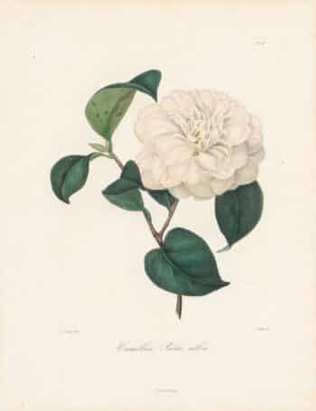 Berlese Pl. 116, Camellia Picta alba