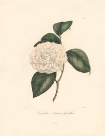 Berlese Pl. 130, Camellia Drouard Gouillon