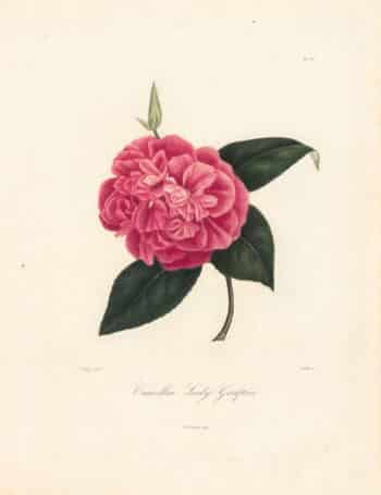 Berlese Pl. 135, Camellia Lady Grafton