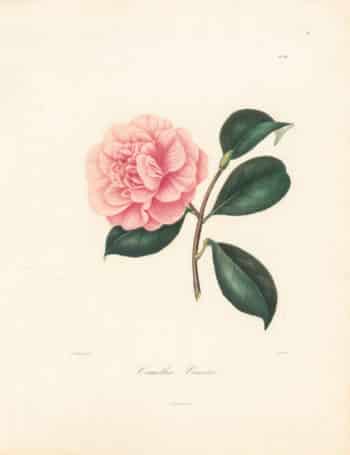 Berlese Pl. 138, Camellia Venosa