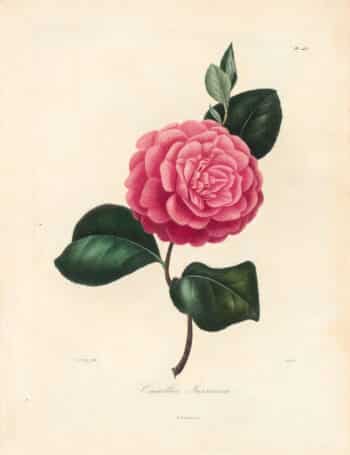 Berlese Pl. 143, Camellia Jussiana