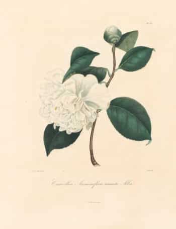 Berlese Pl. 150, Camellia Anemoneflora Warratah