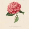 Berlese Pl. 239, Camellia Fasciculate Venos Vera