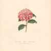 Berlese Pl. 240, Camellia Maria Antonietta