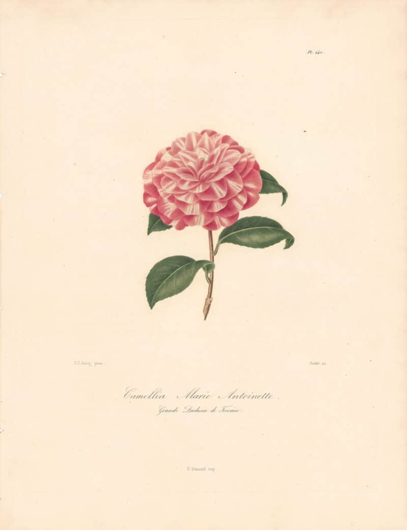 Berlese Pl. 240, Camellia Maria Antonietta