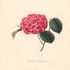 Berlese Pl. 241, Camellia Carswelliana