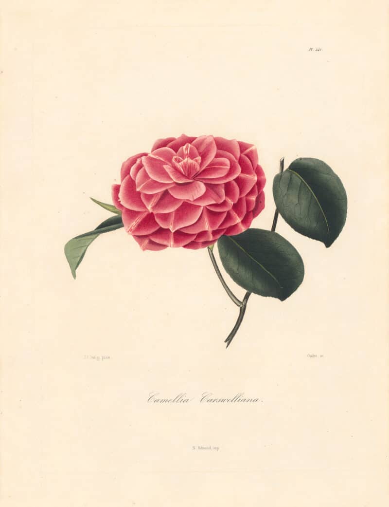 Berlese Pl. 241, Camellia Carswelliana
