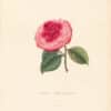 Berlese Pl. 244, Camellia Palmer's perfection