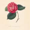 Berlese Pl. 284, Camellia Santiniana Speciosa