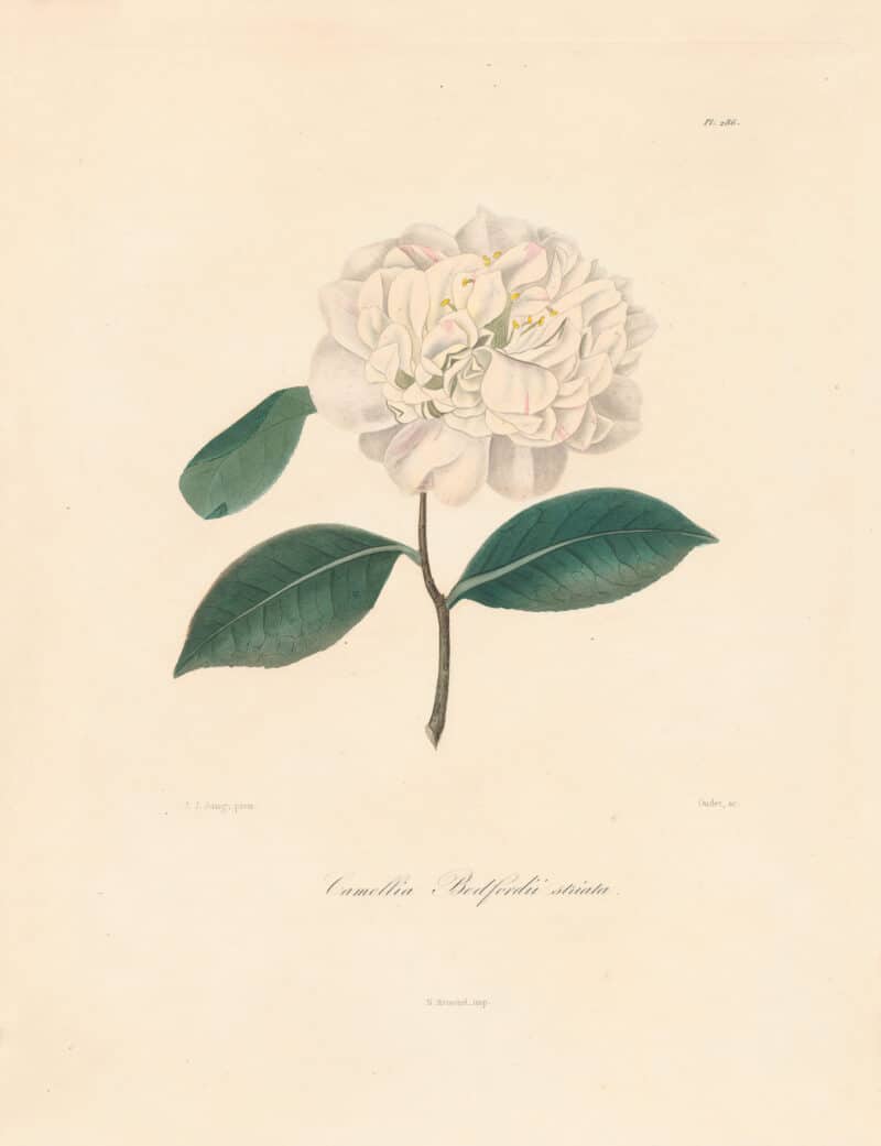 Berlese Pl. 286, Camellia Bedfordii Striata