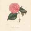 Berlese Pl. 287, Camellia Bradamante