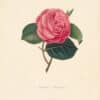 Berlese Pl. 292, Camellia Sarniensis