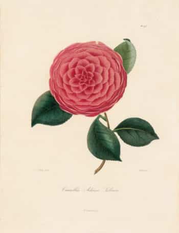 Iconographie du Genre Camellia – Oppenheimer Editions