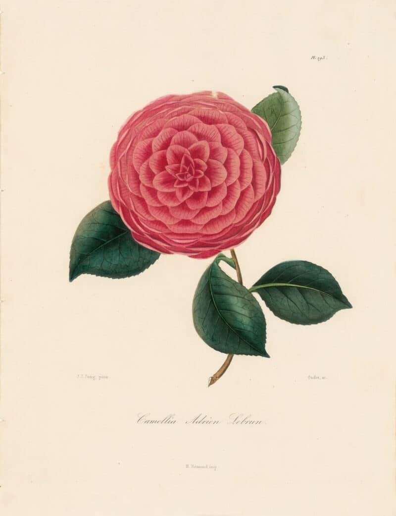 Berlese Pl. 293, Camellia Adrien Lebrun