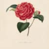 Berlese Pl. 294, Camellia Bellina